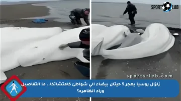 زلزال روسيا يهجر 5 حيتان بيضاء إلى شواطئ كامتشاتكا.. ما التفاصيل وراء الظاهرة؟